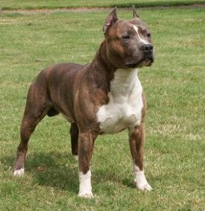 American-Staffordshire-Terrier